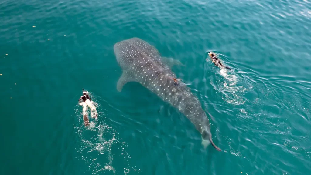 I Held Hands with My Partner – and the Ocean Held Us