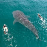 I Held Hands with My Partner – and the Ocean Held Us